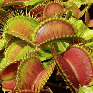 Venus flytrap